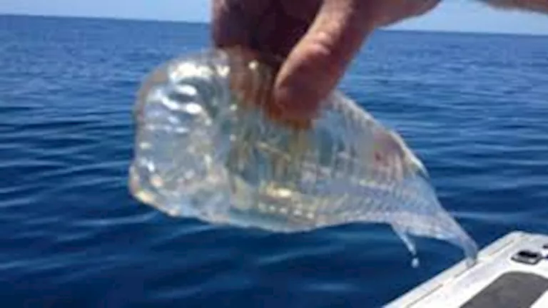 فيديو| لحظة مدهشة.. سمكة شفافة تسبح في البحر وكأنها خيال