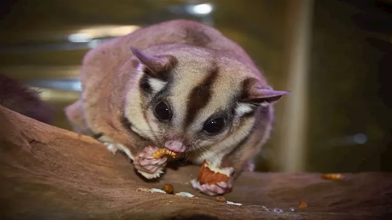 أغرب حيوانات في العالم.. أبرزها الضفادع الزجاجية