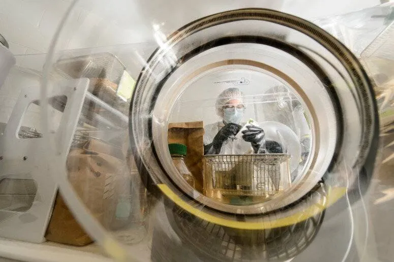 بكتيريا مُهندَسة تفتح باباً جديداً لعلاج السرطان من الداخل