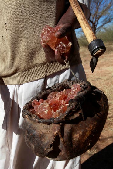 الصمغ العربي في السودان (رويترز)