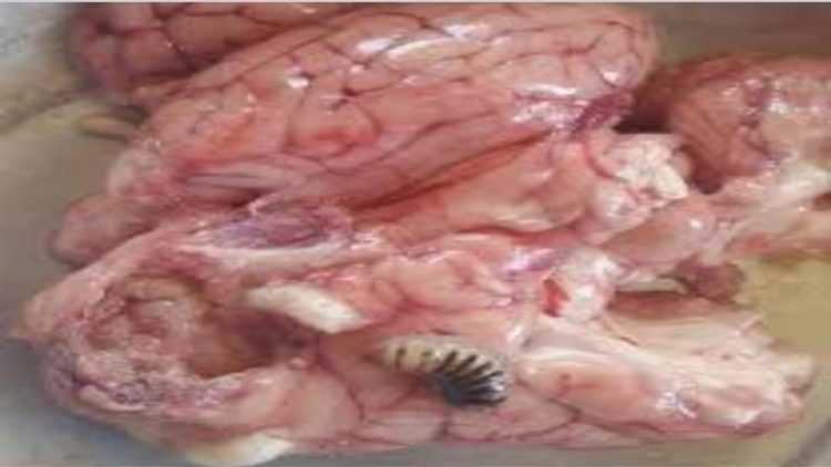 تخلص من رأس الذبيحة فورا في هذه الحالة.. الطب البيطري يكشف التفاصيل