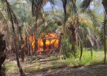 حريق في مزرعة نخيل بواحة باريس بالوادي الجديد