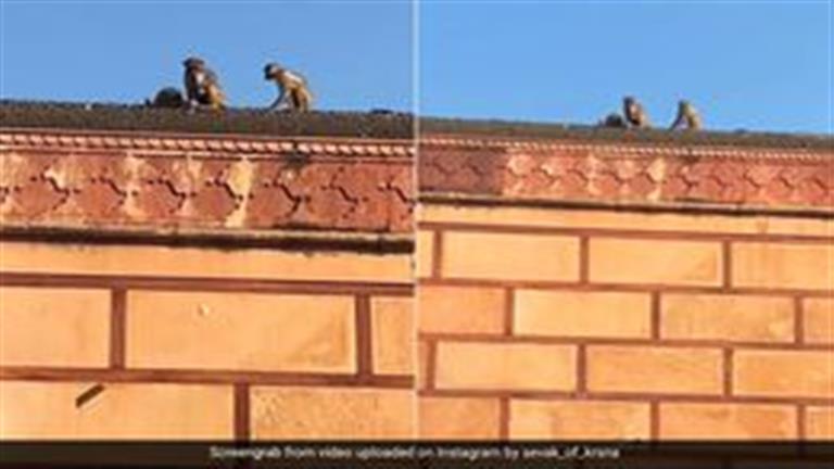 أغرب من الخيال.. قرد يسرق آيفون رجل ويعيده بعد “صفقة” (فيديو)