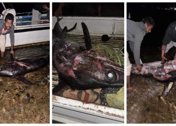 وزنها 120 كيلو.. صيادون بجنوب سيناء يصطادون سمكة “أبو سيف” الضخمة