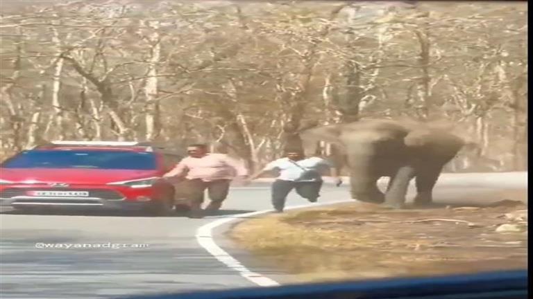 مشاهد مرعبة.. فيل هائج يهاجم السياح والسبب غير متوقع (فيديو)