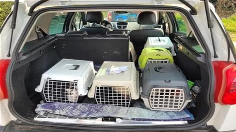 كارثة.. العثور على 100 جثة قطة في ثلاجة منزل والسبب مفاجأة