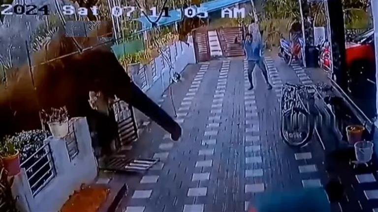 فيل يثور ويدهس المارة في الشارع.. لن تتخيل الكارثة (فيديو)