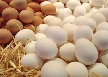 قبل عيد الفطر.. رئيس شعبة الدواجن يكشف توقعاته لأسعار البيض خلال الفترة المقبلة