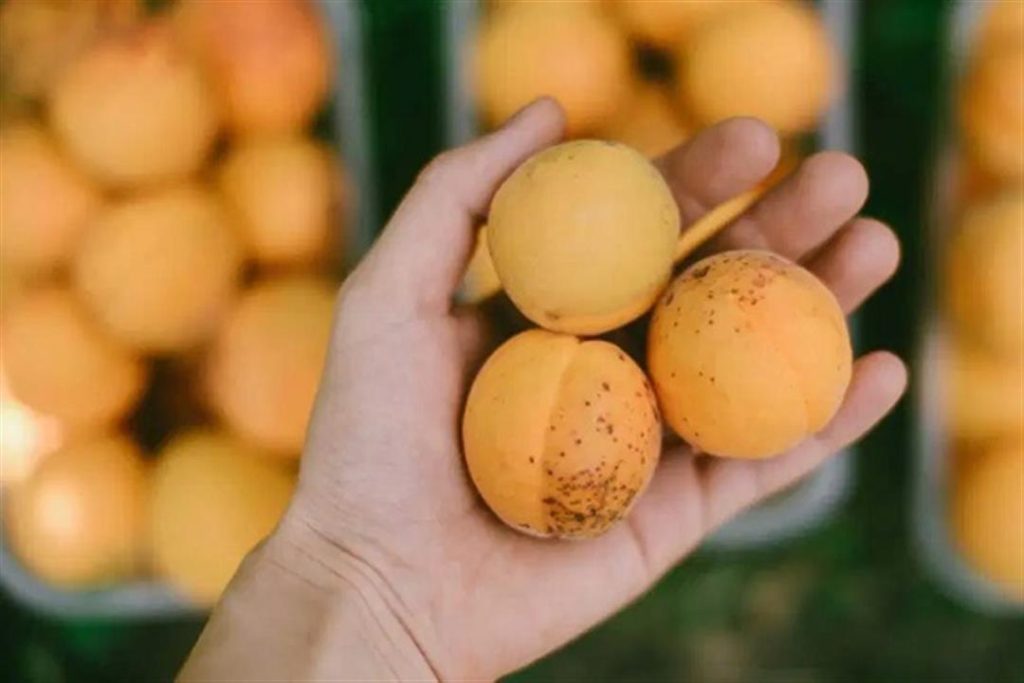 هذا ما يحدث لقلبك عند تناول المشمش.. مفاجأة هذا ما يحدث لقلبك عند تناول المشمش.. مفاجأة