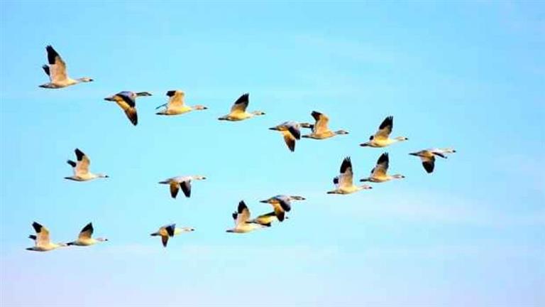 ما هو “أخبث” وأكثر الطيور خداعا في العالم؟.. 20 صورة تكشف