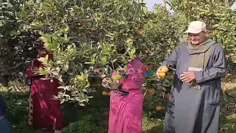 أحلى فواكه الأرض تزين حقول الغربية.. فى موسم حصاد البرتقال بالغربية الفرحة تكسو الوجوه -صور