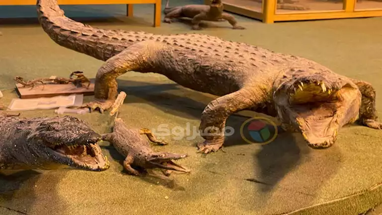 متحف الحياة البرية بجامعة قناة السويس.. رحلة في عالم الحيوان المحنط -صور