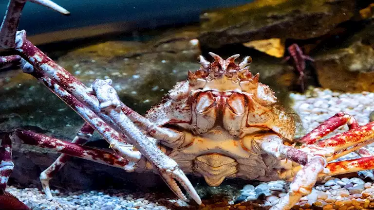 أغرب 20 صورة لكائنات بحرية في العالم.. ستصدمك