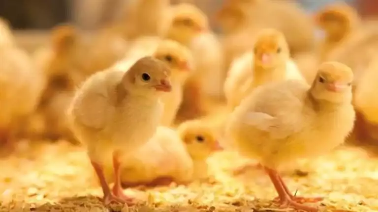 الزراعة: فتح باب استيراد كتاكيت التسمين والبياض والبيض