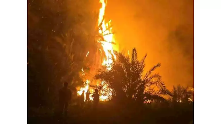 حريق يلتهم مزارع نخيل في الوادي الجديد
