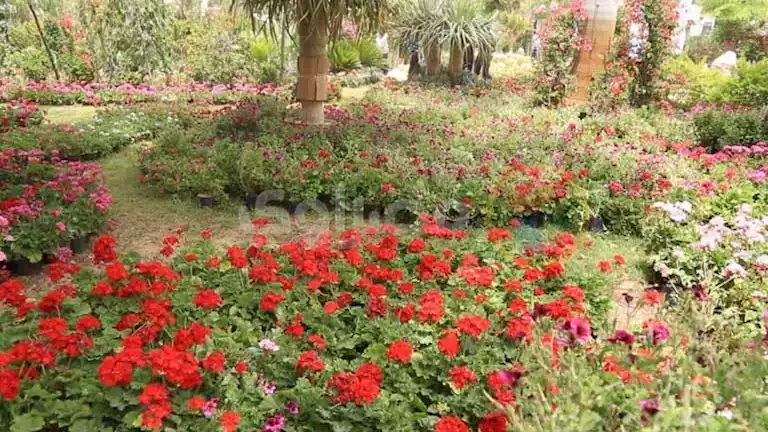 الزراعة تكشف سبب تأجيل موعد افتتاح معرض الزهور 2025