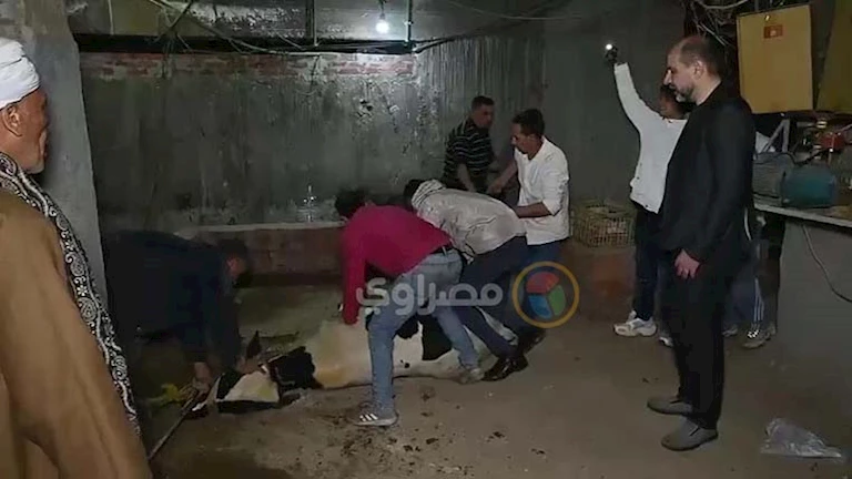 اعتذار وعجل مذبوح في قعدة عرفية.. كيف انتهت واقعة “فتاة ترسا”؟