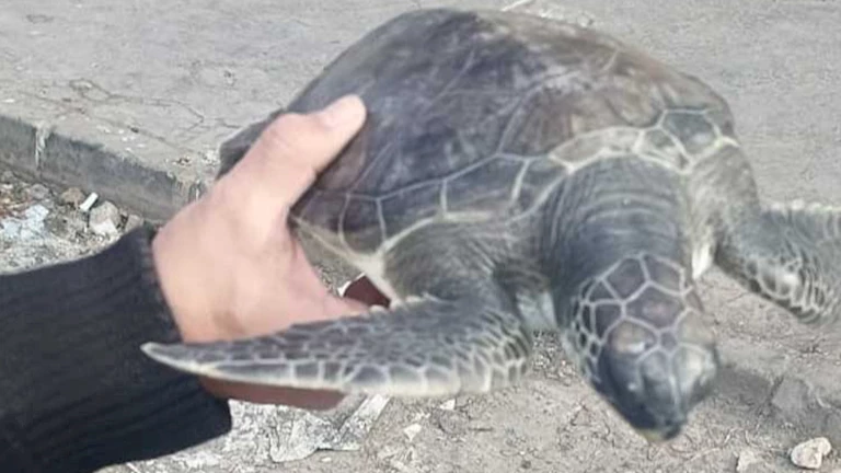 البيئة تطلق السلحفاة “عز” من نوع السلاحف الخضراء المهددة بالانقراض