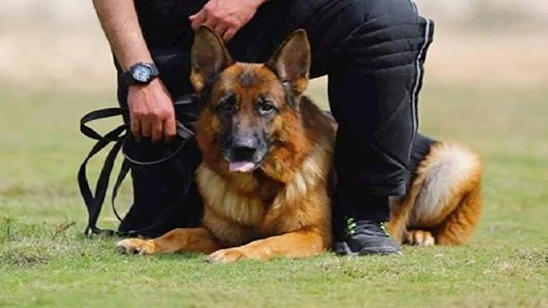 مصير الكلاب الخطرة.. اجتماع حكومي نهائي لإقرار اللائحة التنفيذية للقانون