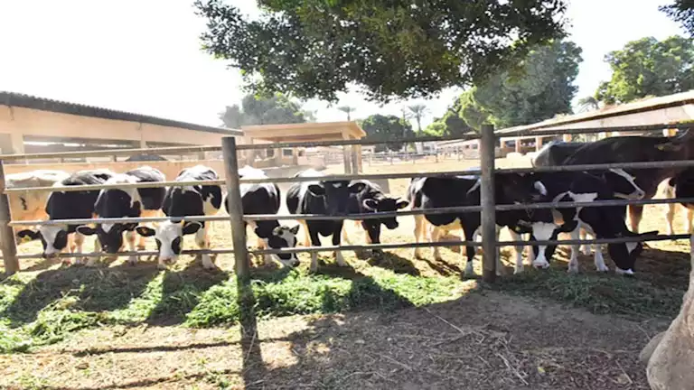 “الزراعة”: تصدر 347 ترخيصًا لمشروعات الثروة الحيوانية والداجنة خلال 15 يومًا