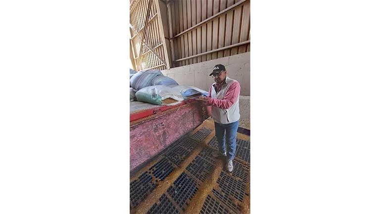 2200 جنيه للأردب.. الجيزة تبدأ استقبال القمح المحلي من المزارعين