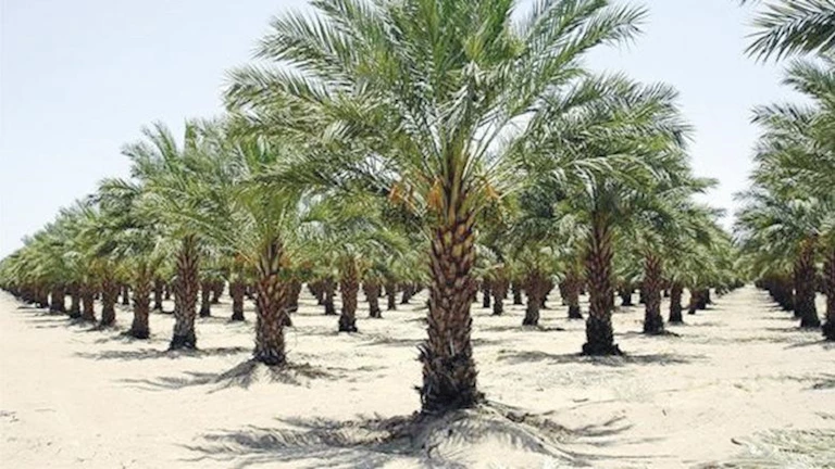 ليلة سقوط مشايخ “ازرع نخلة وسقيا الماء” الوهميين في قبضة الشرطة