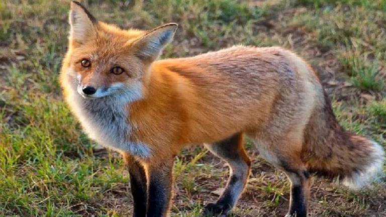 ثعلب يتجول في مركز لعلاج الإدمان.. واقعة طريفة بجامعة الزقازيق