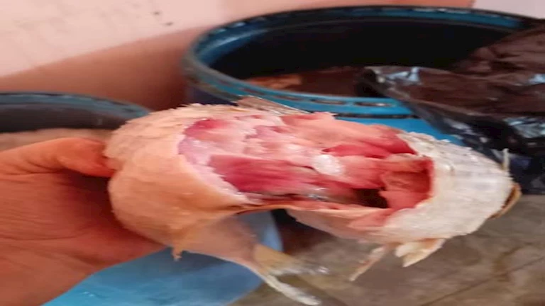 الجيزة: ضبط أكثر من 10 أطنان فسيخ ورنجة فاسدة ولحوم غير صالحة