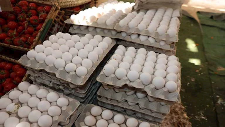 المنيا تطرح كرتونة البيض بسعر 120 جنيهاً بمنافذ البيع -صور