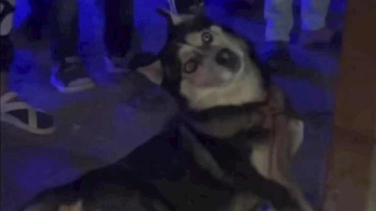 القصة الكاملة لتعذيب وإعدام “كلب هاسكي” في طنطا.. من المسؤول عن القتل؟ -فيديو