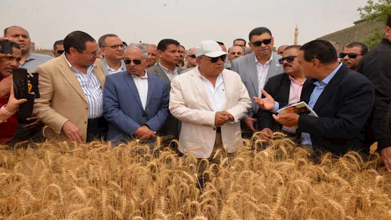 بإجمالي 232 ألف فدان.. محافظ الدقهلية يطلق موسم حصاد القمح (صور)