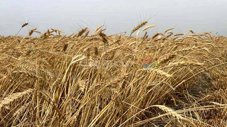 توريد 192 ألف طن قمح للشون والصوامع في بني سويف