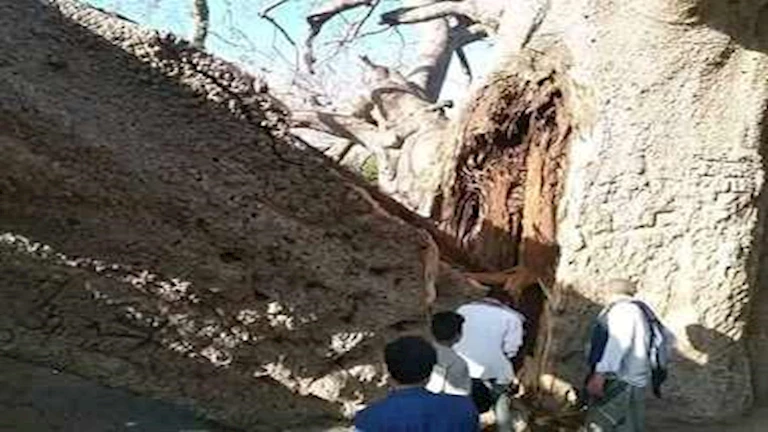 عمرها ألفا عام.. أقدم شجرة في الجزيرة العربية تنهار بطريقة صادمة (فيديو)