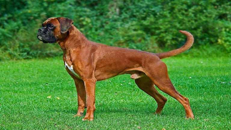 أبرزها “الهاسكي والبوكسر”.. تعرف على أنواع الكلاب المحظور تربيتها