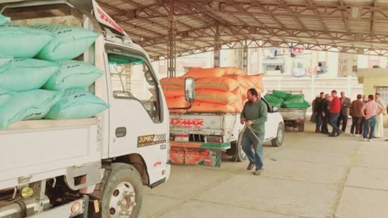 الذهب الأصفر.. توريد 1467 طن قمح إلى شون وصوامع بورسعيد