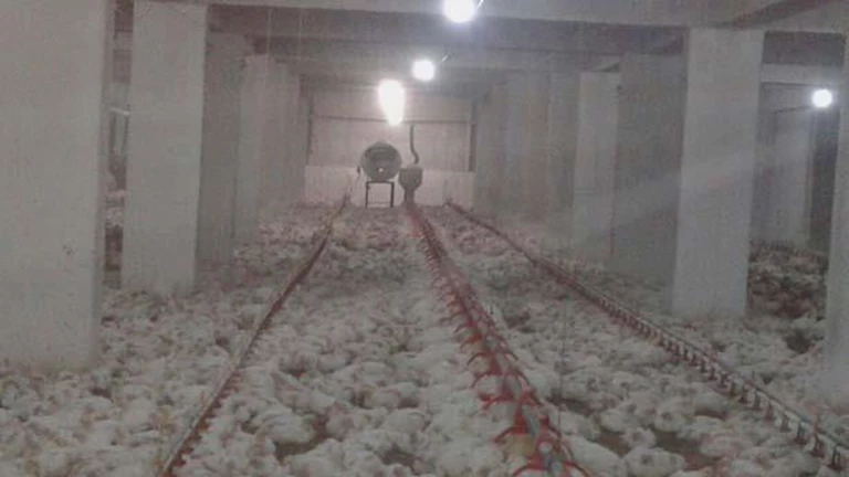 بيطري يكشف أبرز 3 أمراض تؤدي إلى نفوق الدواجن في الصيف وطرق الوقاية -(تفاصيل)