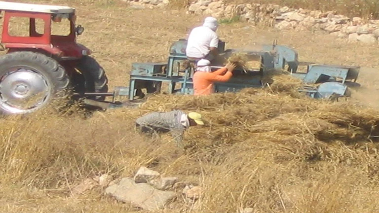 “ثاني حالة خلال شهر”.. درّاسة القمح تبتلع مزارعاً في المنوفية