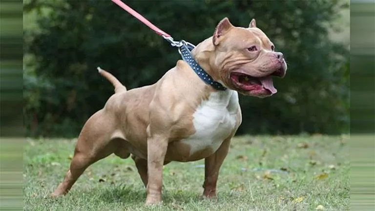 تعرف على شروط حيازة أكثر من حيوان خطر وفقا للقانون