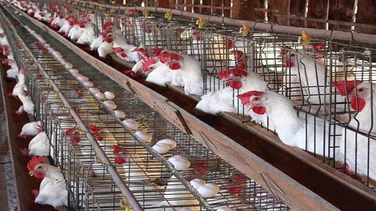 رئيس شعبة الدواجن: نفوق 30% من الإنتاج مبالغ فيه.. والإنتاج اليومي مستقر عند 4 ملايين