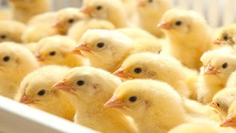 انخفاض كبير في سعر الكتكوت بالأسواق.. والشعبة توضح الأسباب