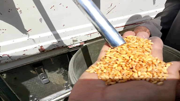 محافظ أسوان: توريد 170 ألف طن من القمح بالصوامع والشون حتى الآن