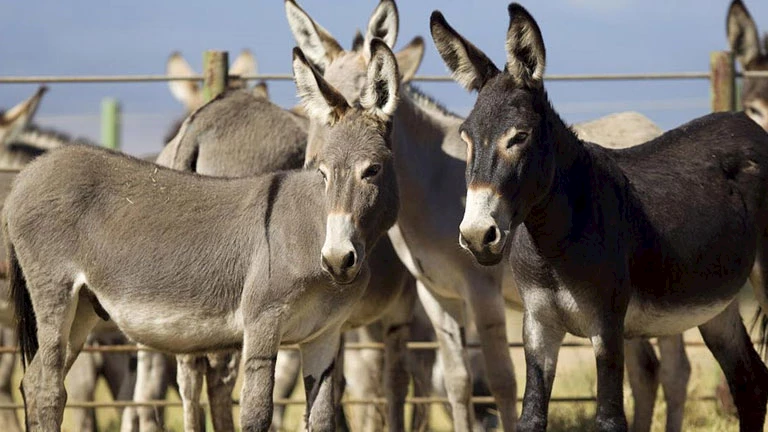 هل فقدت الثروة الحيوانية في مصر 2 مليون حمار بسبب التصدير؟ الخدمات البيطرية تجيب