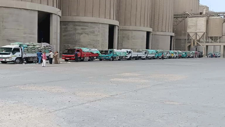 المنيا تستقبل أكثر من 315 ألف طن قمح محلي في موسم توريد 2025 (صور)