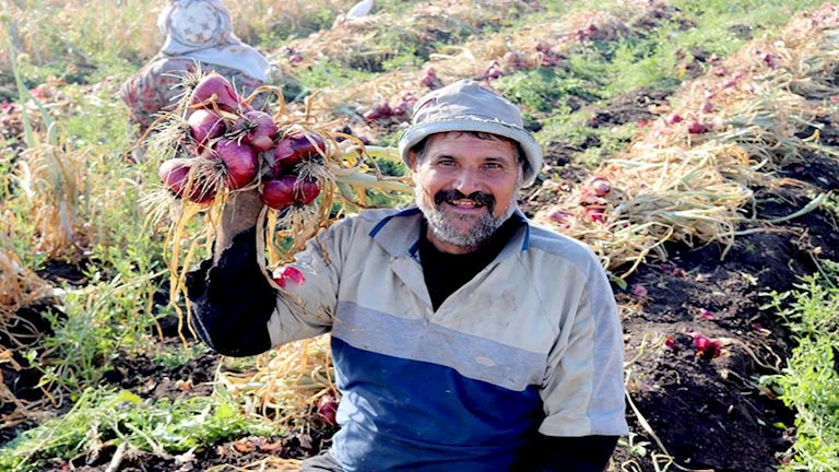 “إلحق قبل ما يغلي”.. الدقهلية تطلق موسم حصاد البصل بإنتاج وفير وسعر 5 جنيهات للكيلو