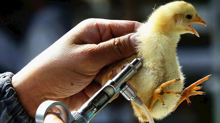 شديدة العدوى.. البرازيل تُحقق في 6 بؤر تفش محتملة لإنفلونزا الطيور