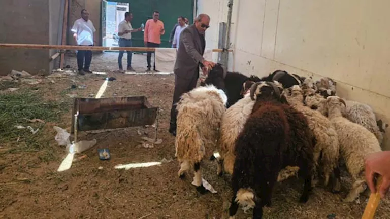 الكيلو بـ 225 جنيها.. طرح خراف حية قبل عيد الأضحى بالأقصر