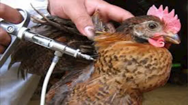 تحصين أكثر من 173 ألف طائر ضد الأمراض الوبائية في كفر الشيخ