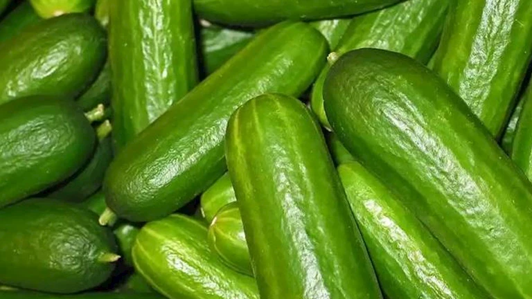5 فوائد مذهلة لتناول الخيار يوميًّا.. صحة ورشاقة في ثمرة خفيفة