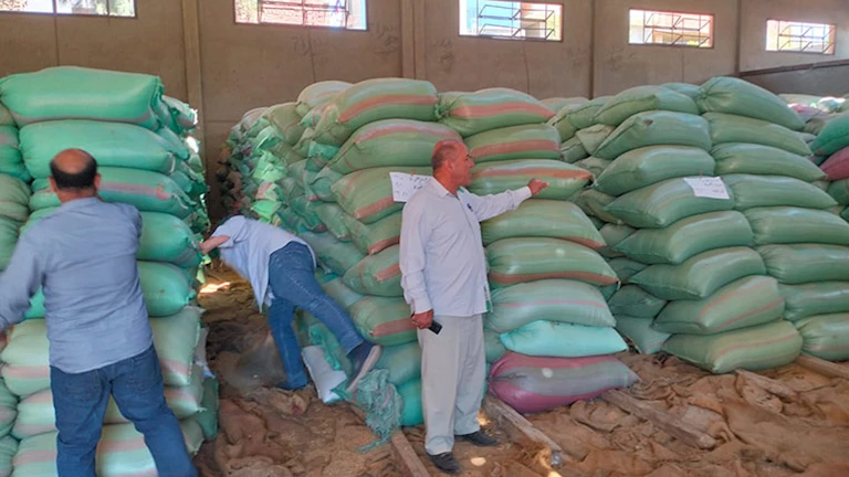 محافظ المنيا: توريد 111 ألف طن قمح إلى الصوامع هذا الموسم