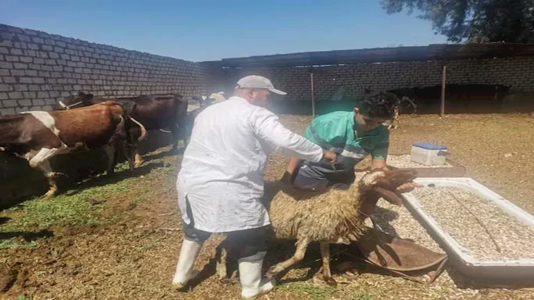 نتائج الحملة القومية خلال 2025 لتحصين الماشية ضد الحمى القلاعية